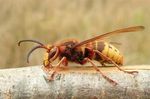 Vespa crabro